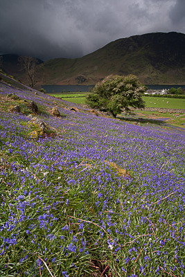 Rannerdale Bluebells - Landscapes