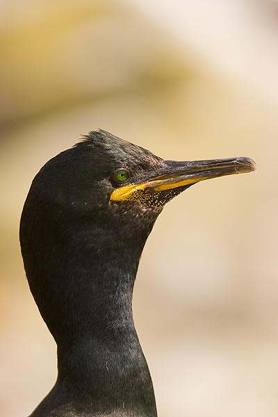  - Birds