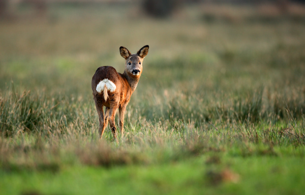 Roe Deer - Wildlife