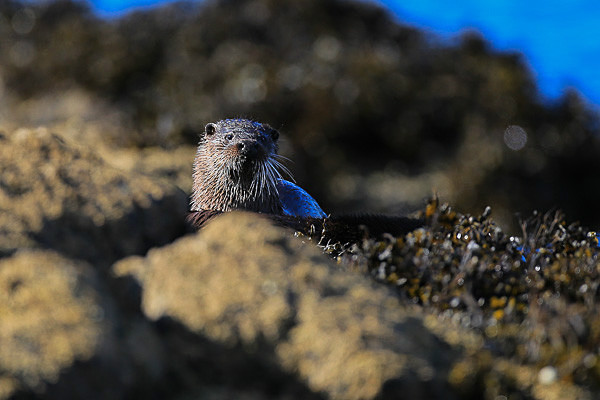  - Wildlife