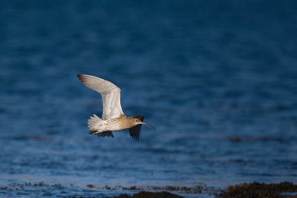 Curlew - Birds