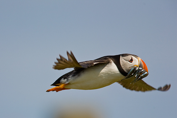 Puffin - Birds