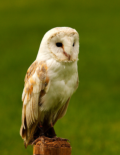 Barn Owl (Captive) - Birds