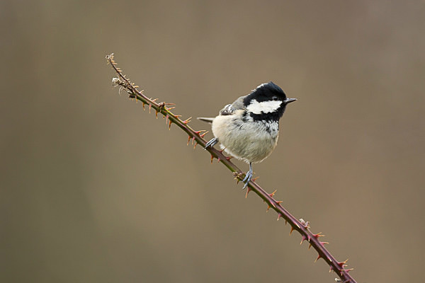 Coal Tit - Birds