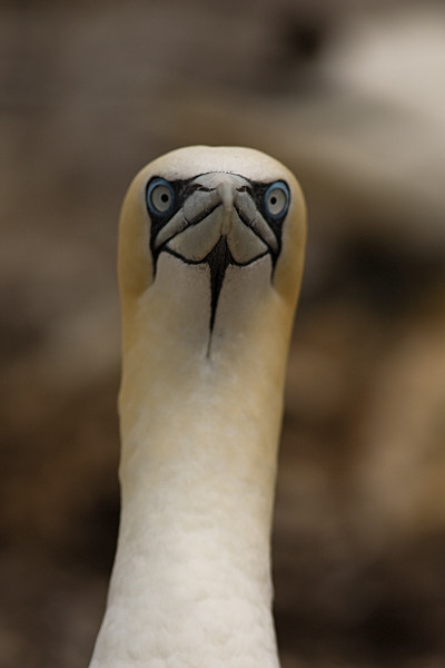  - Birds