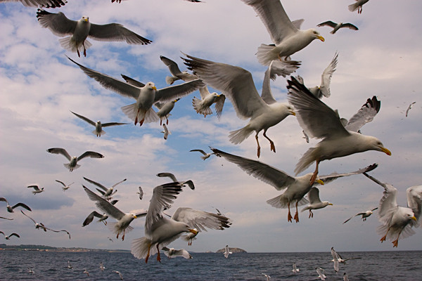  - Birds