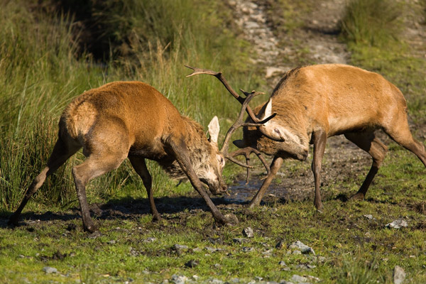 Red Deer Rut - Wildlife