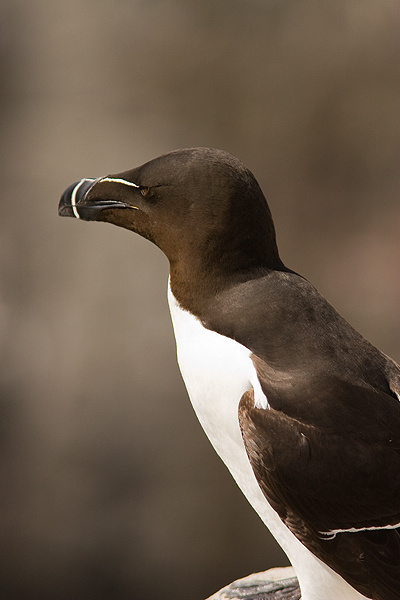 Razorbill - Birds