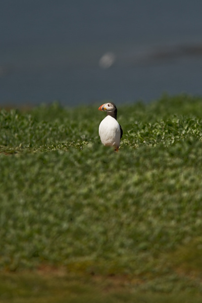 Puffin - Birds