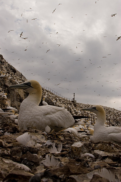  - Birds