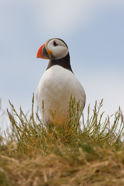 Puffin - Birds