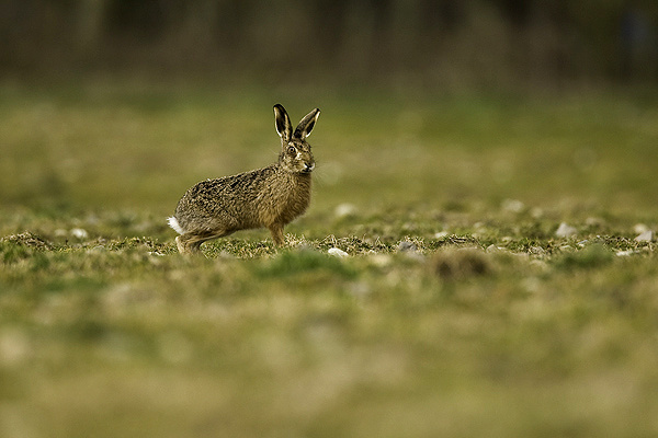 Brown Hare - Wildlife