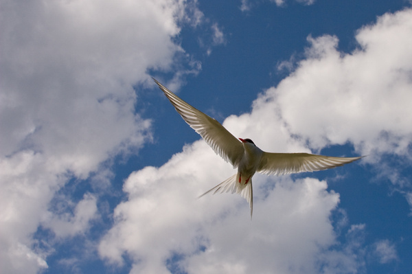 Arctic Tern - Birds