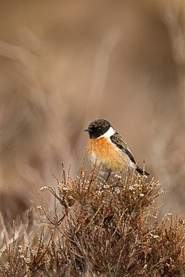  - Birds