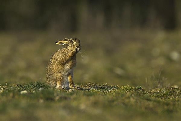 Brown Hare - Wildlife