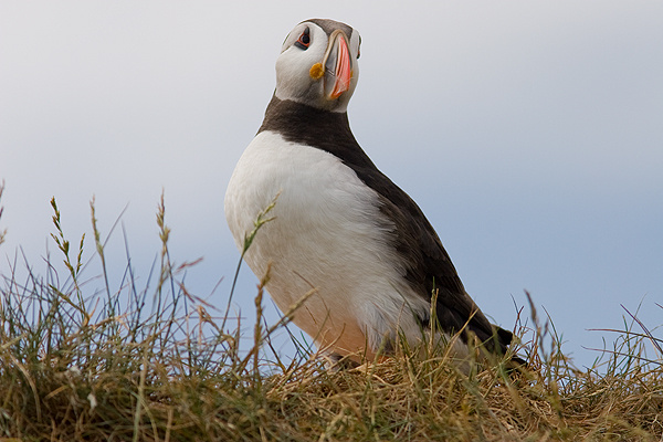 Puffin - Birds