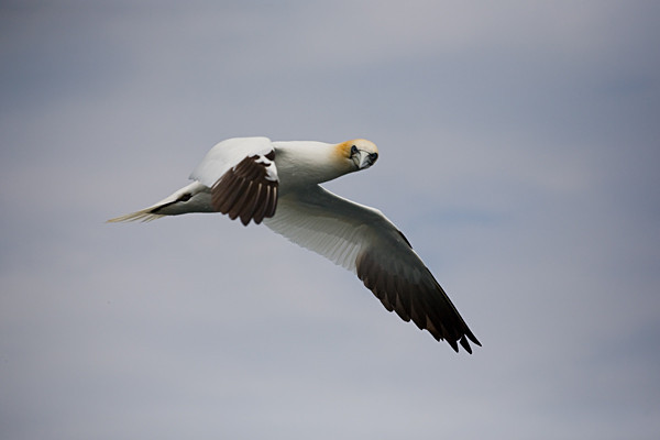  - Birds