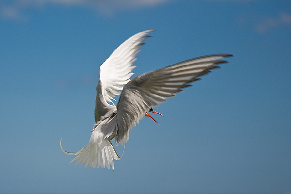 Arctic Tern - Birds