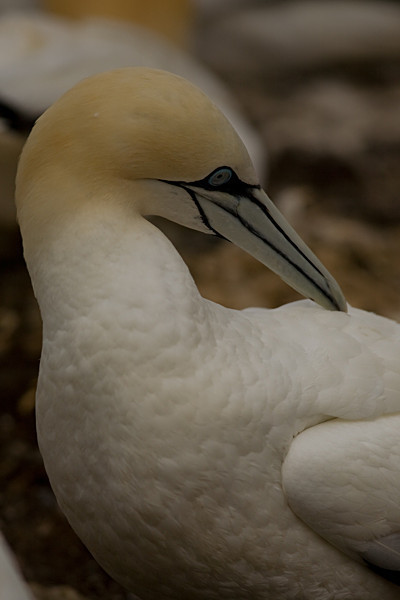  - Birds