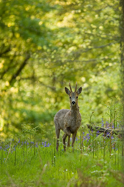  - Wildlife