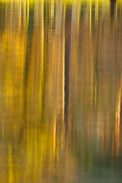 Tree Reflections - Abstract