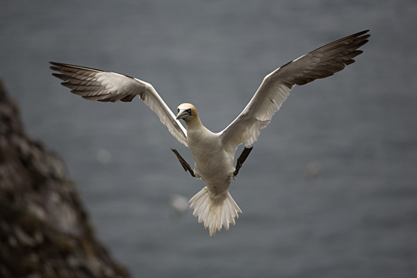  - Birds