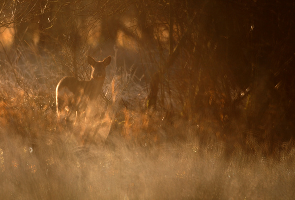 Roe Deer - Wildlife