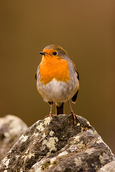 Robin - Birds