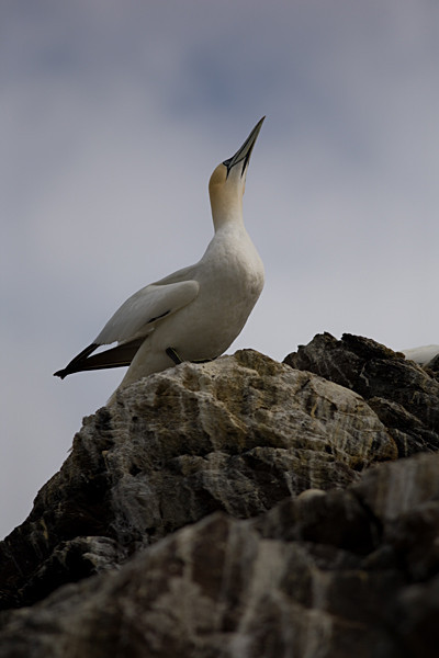  - Birds