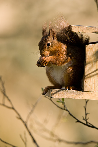 Red Squirrel - Wildlife