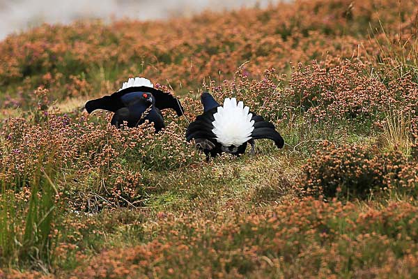 Black Grouse, Cairngorms - Birds