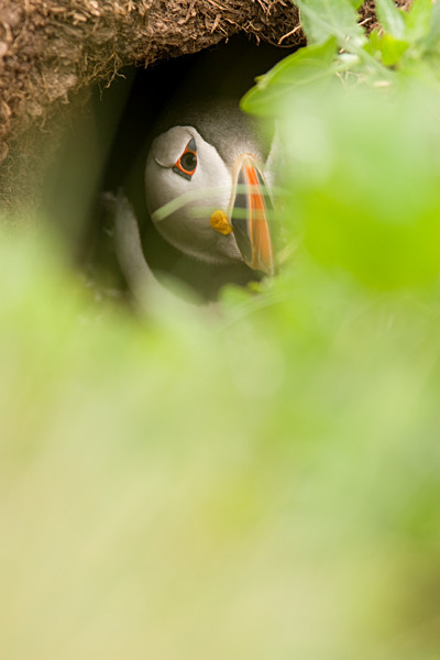  - Birds