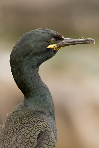  - Birds