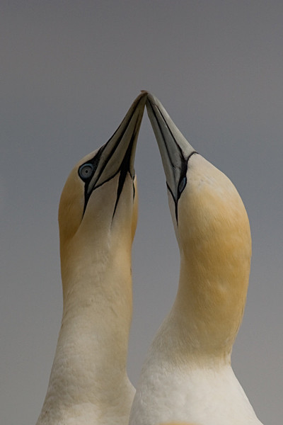  - Birds