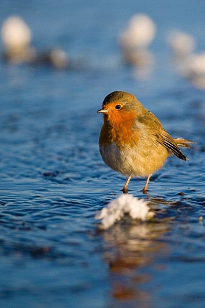  - Birds
