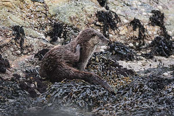 Eurasian Otter, Isle of Mull - Wildlife