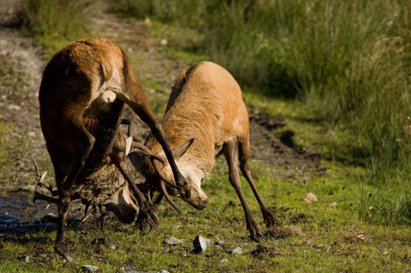 Red Deer Rut - Wildlife