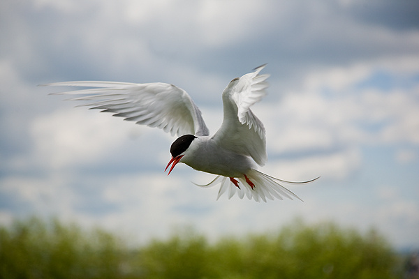 Arctic Tern - Birds