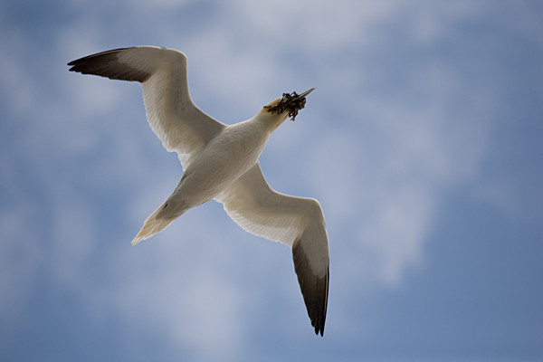  - Birds