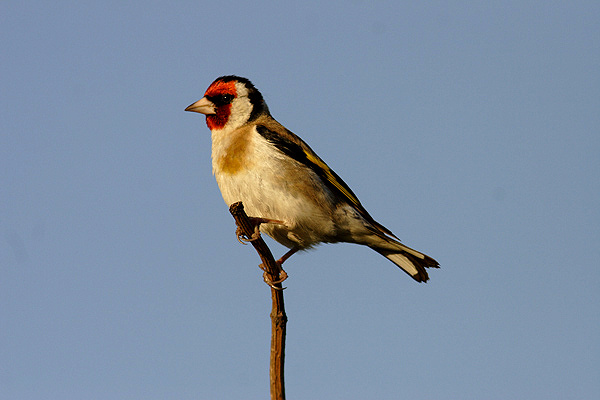 Goldfinch - Birds