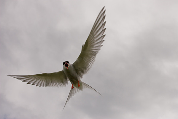 - Birds