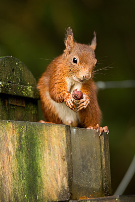  - Wildlife