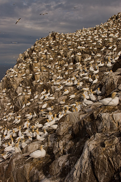  - Birds