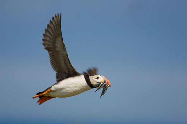 Puffin - Birds