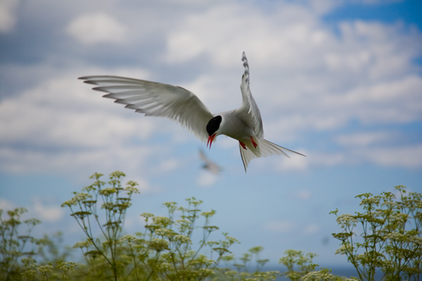 Arctic Tern - Birds
