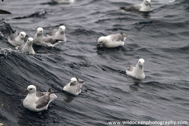 SBF017: Tilty fulmars - Fulmars