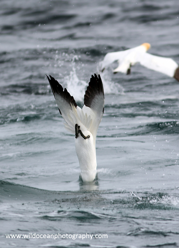 SBG028: Diving - Gannets