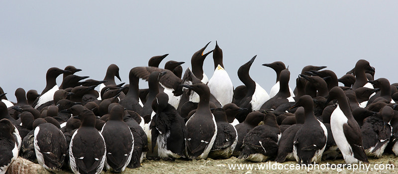 SBA008: Guillemot colony2 - Auks
