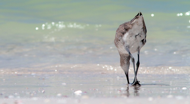 FLB038: Bottoms up! - Birds