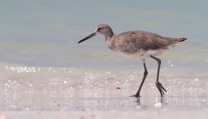 FLB041: Willet - Birds